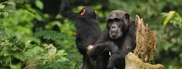 3-Day Chimpanzee Trekking in Burundi