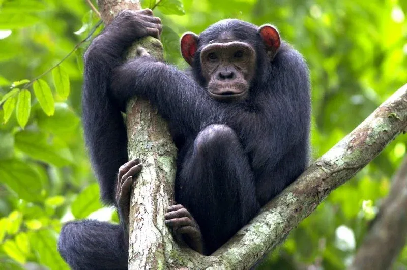 6-Day Discover Burundi & Tanzania (Gombe Chimps)