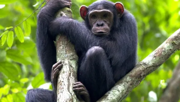 6-Day Discover Burundi & Tanzania (Gombe Chimps)