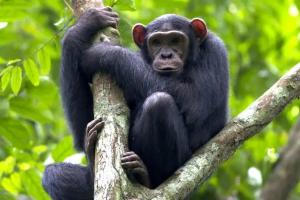 6-Day Discover Burundi & Tanzania (Gombe Chimps)