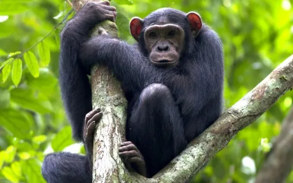 6-Day Discover Burundi & Tanzania (Gombe Chimps)