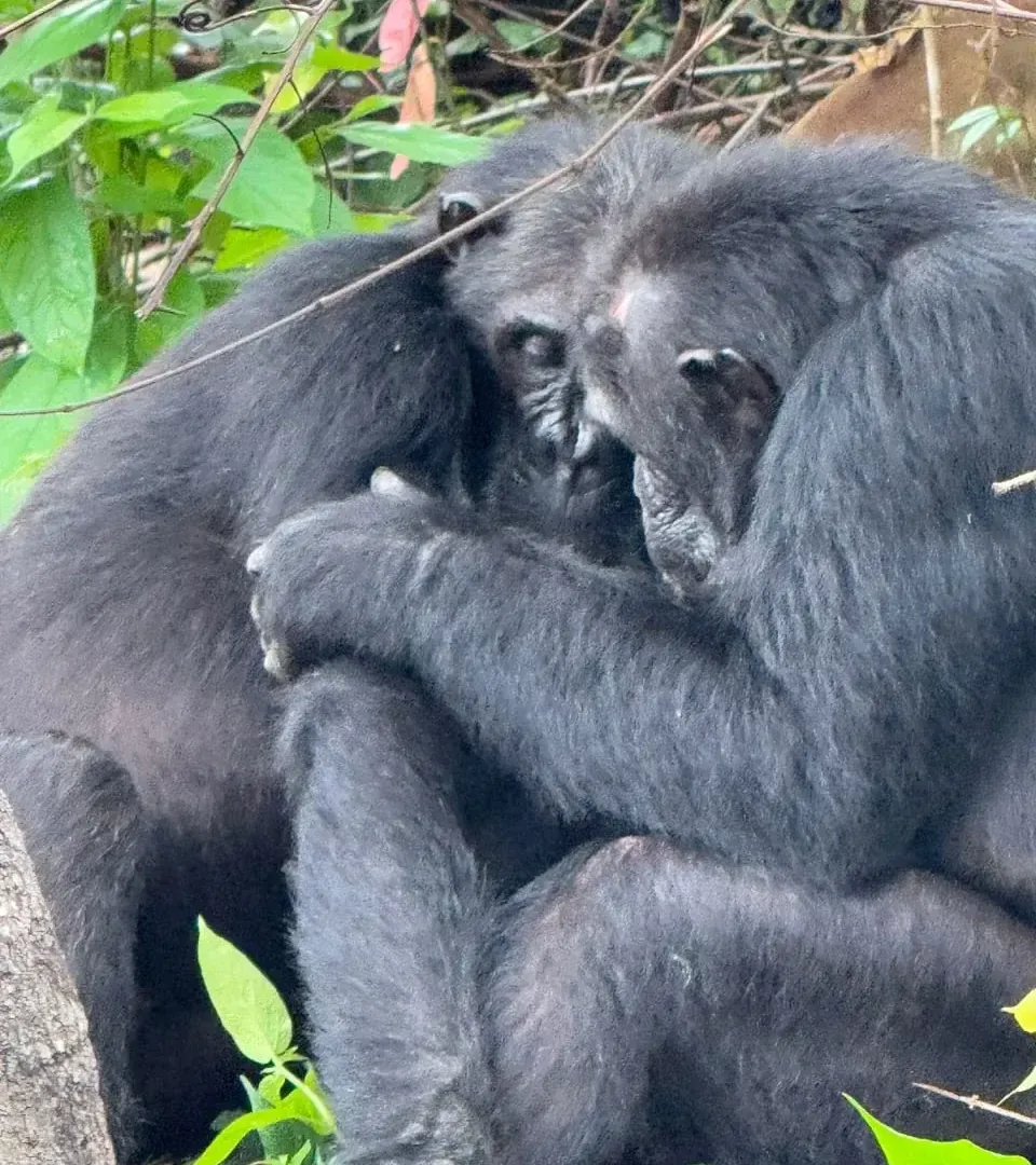 3-Day Bwindi Gorillas from Kigali (Uganda)