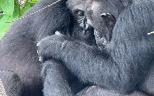 3-Day Bwindi Gorillas from Kigali (Uganda)