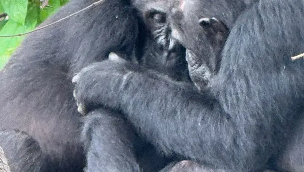 3-Day Bwindi Gorillas from Kigali (Uganda)