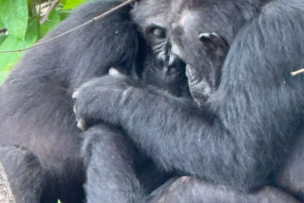 3-Day Bwindi Gorillas from Kigali (Uganda)