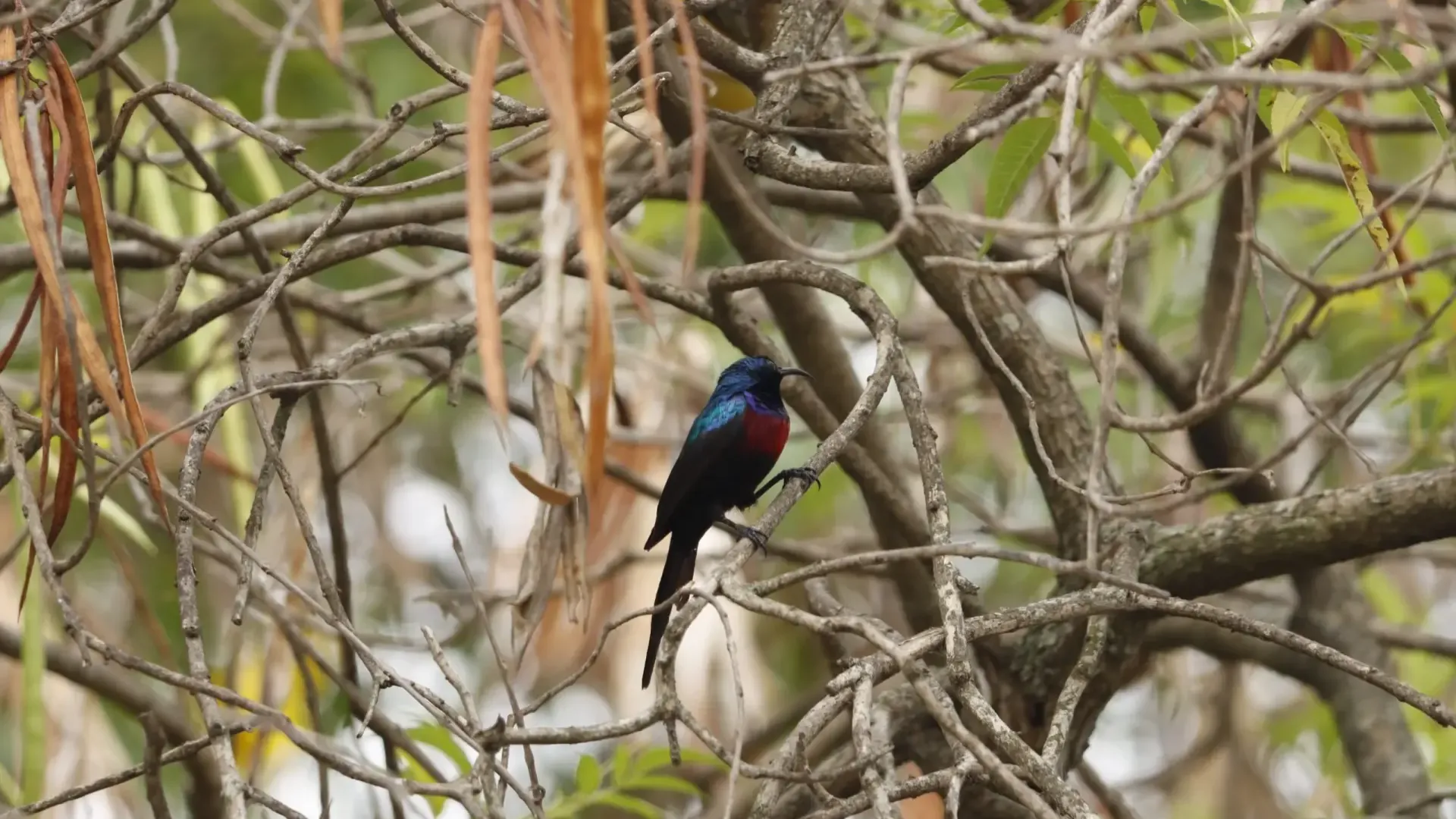 2-Day Birding at Lake Rwihinda (Kirundo)