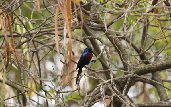 2-Day Birding at Lake Rwihinda (Kirundo)