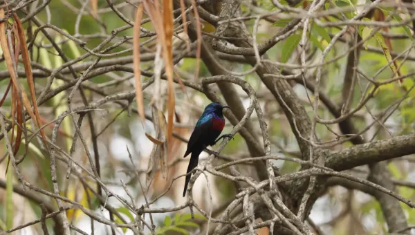 2-Day Birding at Lake Rwihinda (Kirundo)