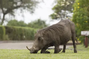 Tanzania