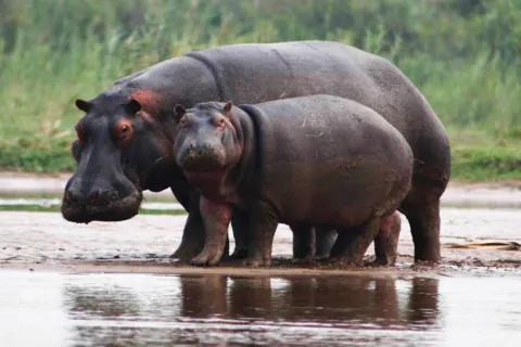 Rusizi National Park, Burundi