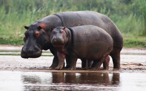 3-Day Bujumbura City & Rusizi Wetlands