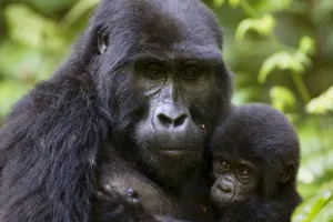 Rwanda
