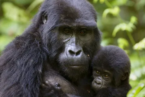 Rwanda scenery