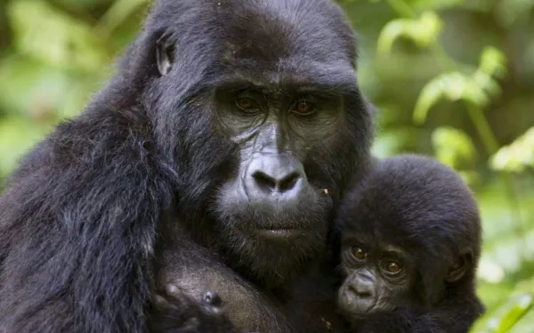 The Silent Revolution: Why Eco-Luxury in Burundi and Rwanda is the Future of Safari (2026)