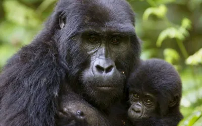 RWANDA