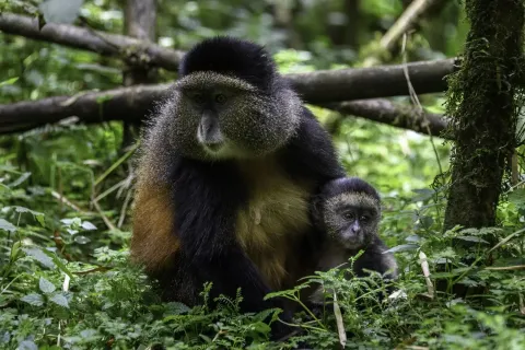Bisate Lodge, Rwanda