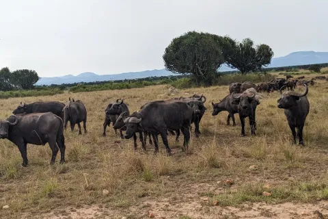 Big Five safari, Queen Elizabeth National Park