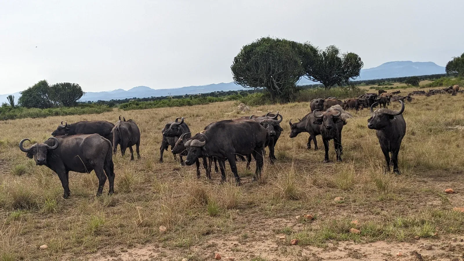 Uganda safari wildlife