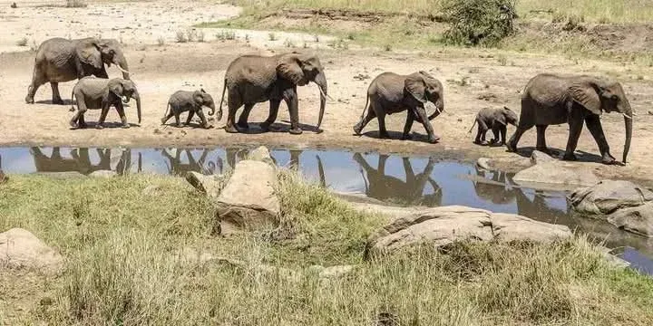 Top Safari Destinations in Africa