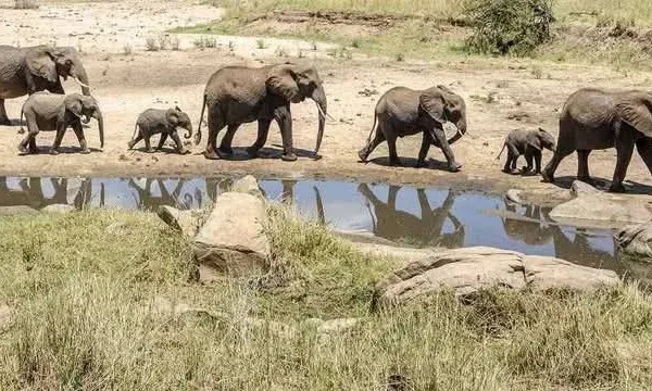 Luxury Safaris Packages