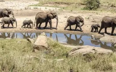 Top Safari Destinations in Africa