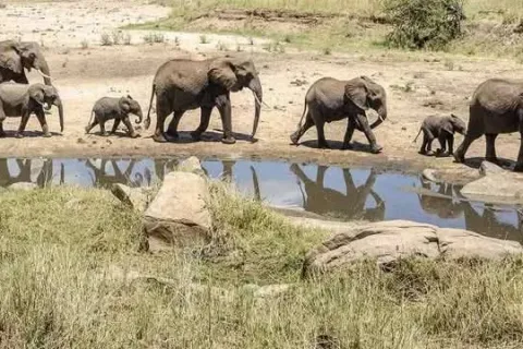 Elephants on safari