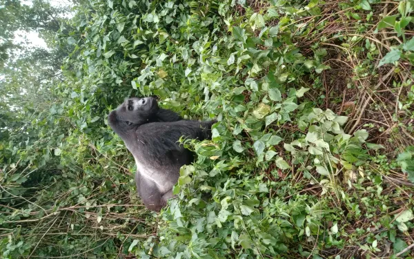 3-Day Gorilla Trekking in Volcanoes National Park