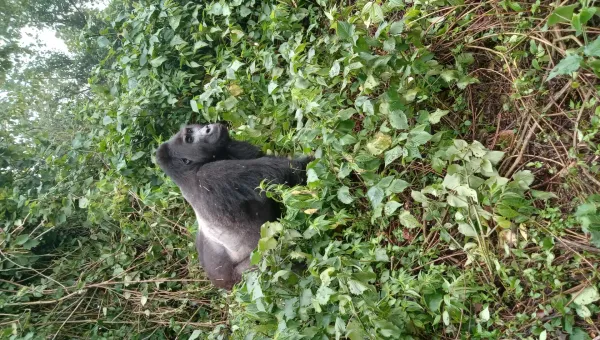 3-Day Gorilla Trekking in Volcanoes National Park