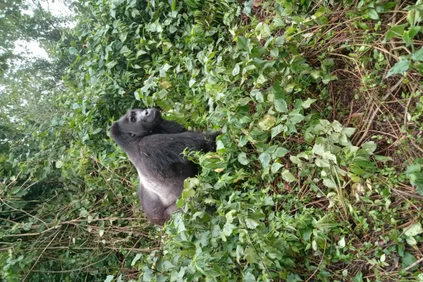 3-Day Gorilla Trekking in Volcanoes National Park