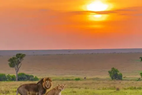Lions in the wild