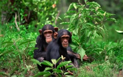 Nyungwe Forest National Park: Complete Visitor Guide (2026)