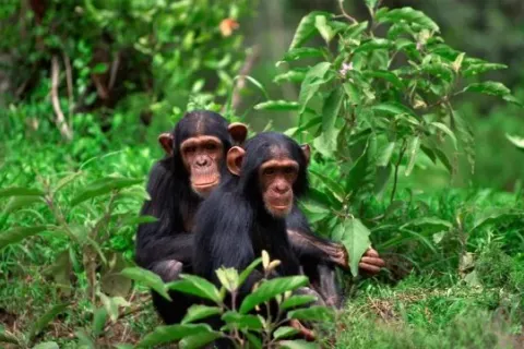 Chimpanzee trekking, Nyungwe Forest