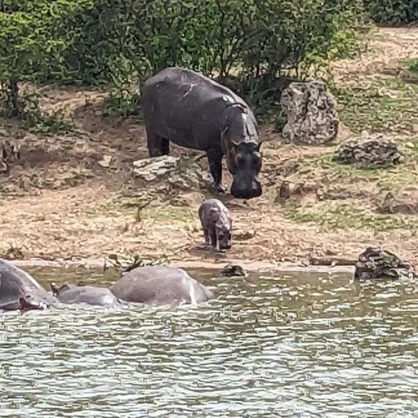 queen elizabeth park game drive east africa 2026