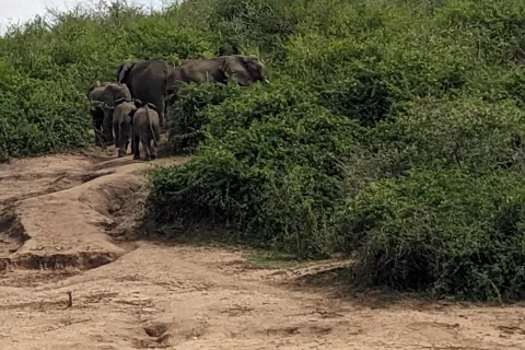 Wild Uganda safari 2026