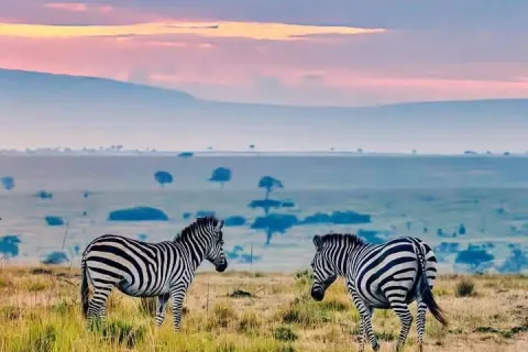 Zebras grazing in East Africa